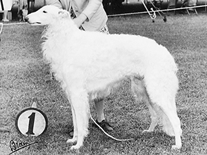 Borzoi Club of America 1961 Best of Breed - Ch. Nicky The Great of Tam-Boer